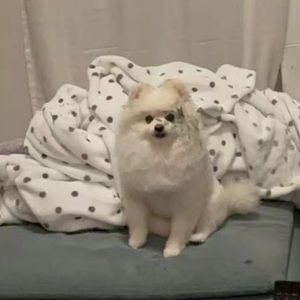 Meet your Posher, Chen